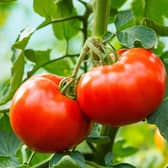 With a tomato shortage making UK headlines with supermarket shelves left bare this week, it’s the perfect time to grow your own