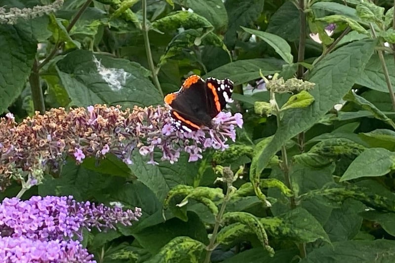 Ian Sandy frames a red admiral butterfly.