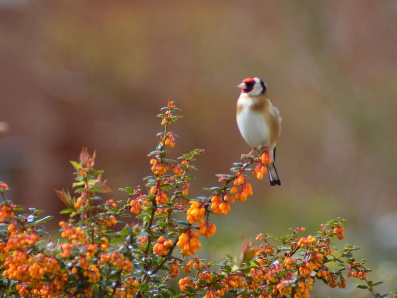 Goldfinch ready for bird table
picture by Norman Tennant