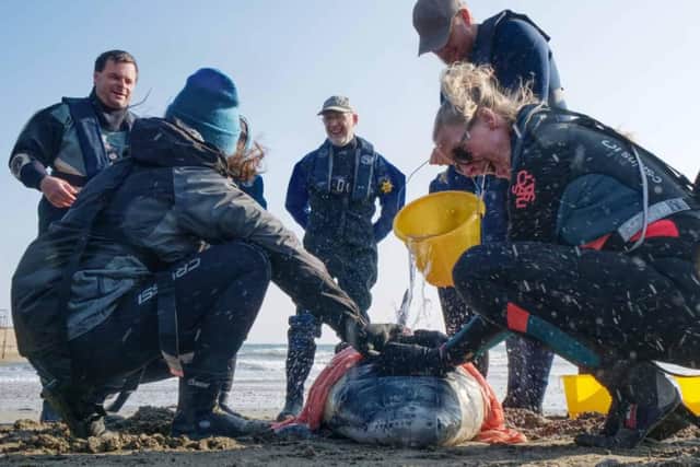 The Marine Mammal Medic course will be held on Saturday, May 27.