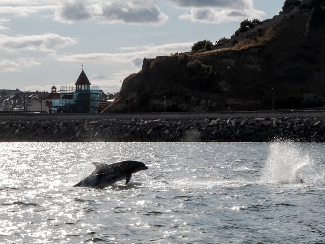 Dolphins with the Scarborough seafront in background. photo: Marisa Cashill