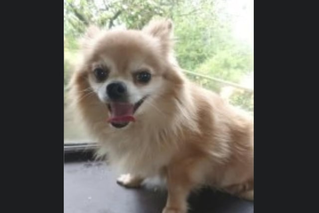Teddy is a four-year-old Chihuahua who needs a new home due to family circumstances.Teddy needs a home with adults who will be with him most of the day. For more information, call Bob on 01947 810787.
