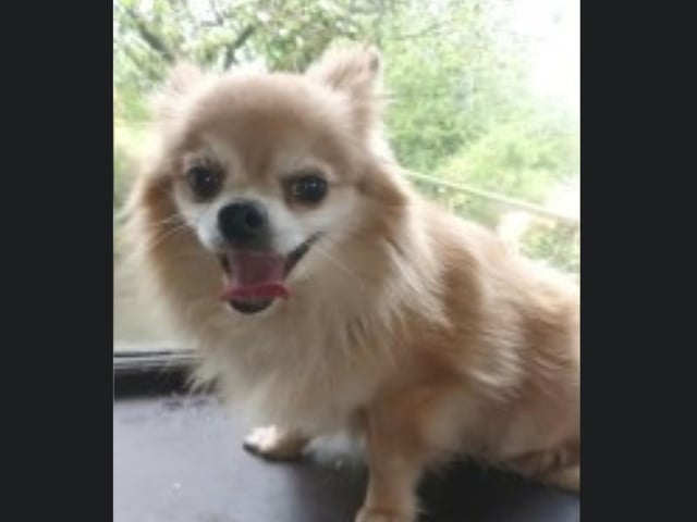 Teddy is a four-year-old Chihuahua who needs a new home due to family circumstances.Teddy needs a home with adults who will be with him most of the day. For more information, call Bob on 01947 810787.