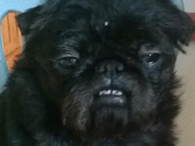 Brussels Griffon, sent in by Nicola Smith.