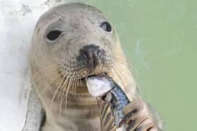 Win Breakfast with the Seals at SEA LIFE Scarborough