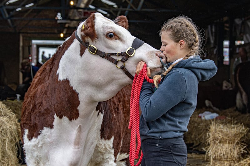 Katherine Shaw preparing her Hereford cow ready for the first day of competition at the show