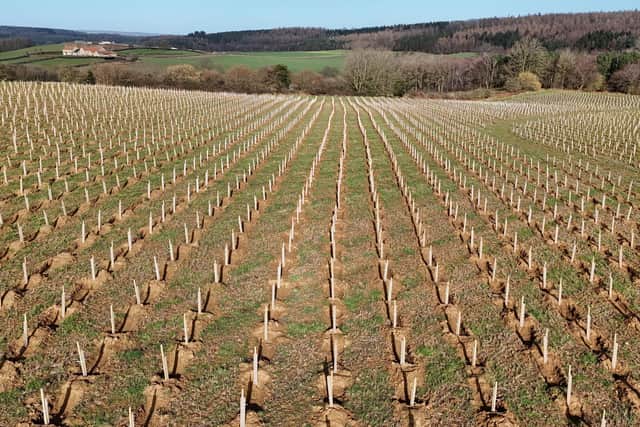 Saplings planted on the Castle Howard estate near Malton.