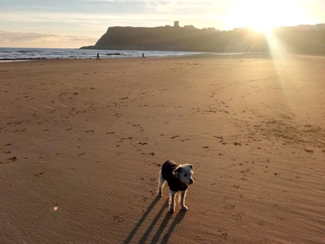 Sprocket at North Bay, submitted by John Shoobert.