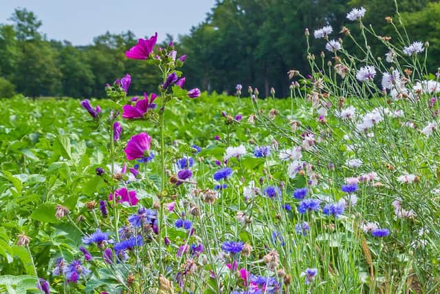 Biodiversity solutions