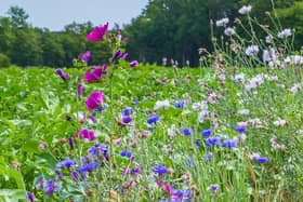 Biodiversity solutions