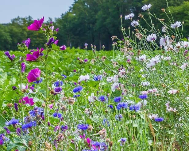 Biodiversity solutions