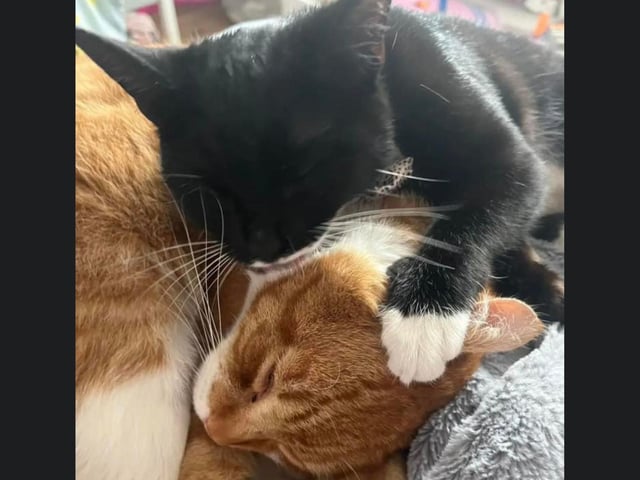 Two gorgeous cats having a Valentine's cuddle!