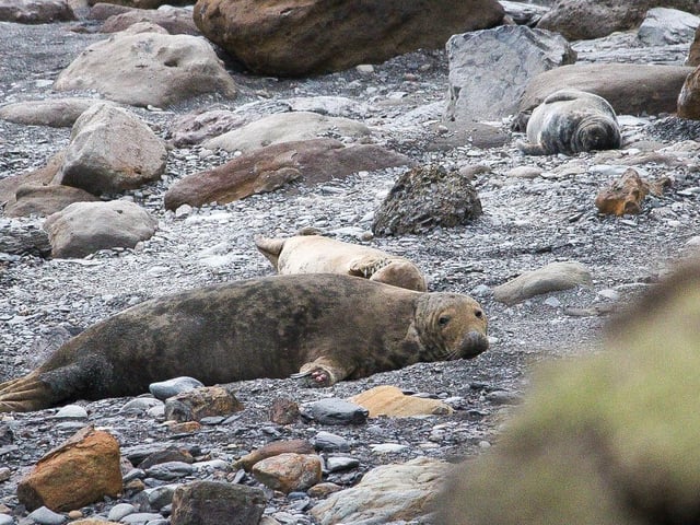 Seal and pup at Ravenscar, by Jack Chafer.