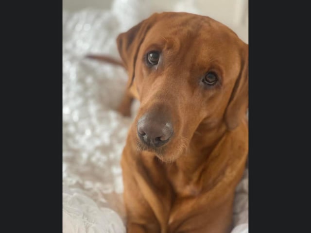 This is Bear, giving the best puppy dog eyes he can!