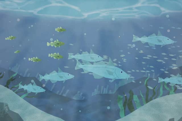 The Secret of the Shoal film explores the importance of tiny shoaling fish. Photo courtesy of the Yorkshire Marine Nature Partnership