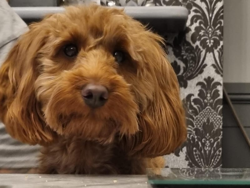 This cheeky pup is sat at the dinner table patiently.