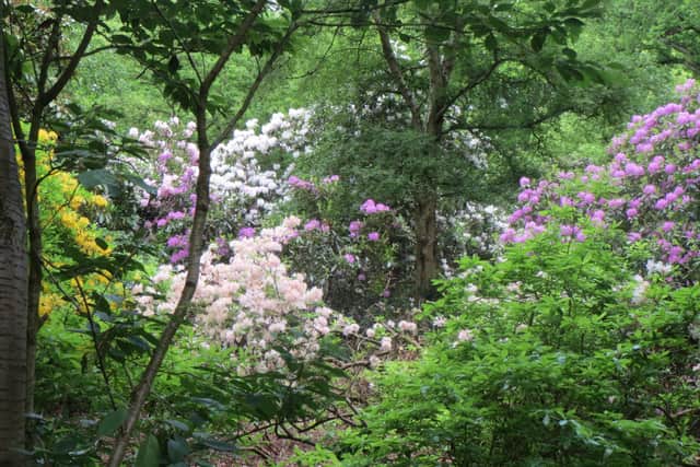 Moorlands in bloom. Photo: Yorkshire Wildlife Trust/Claire Jackson