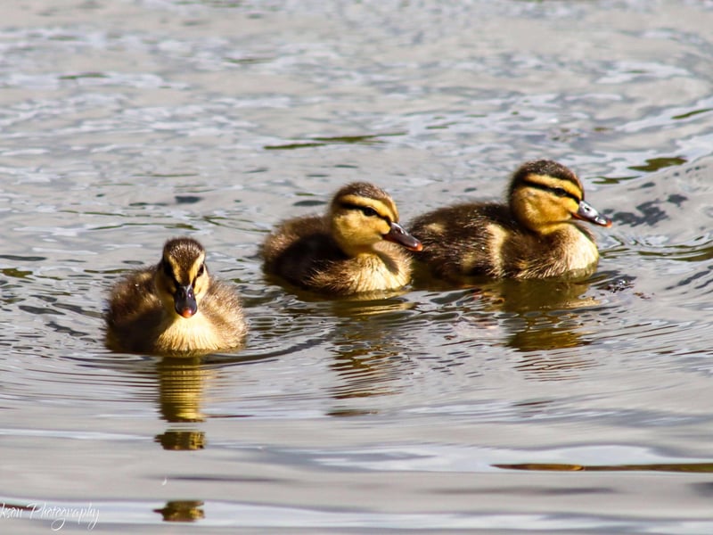 A few residents at the mere in Scarborough
picture by Jenna Jackson