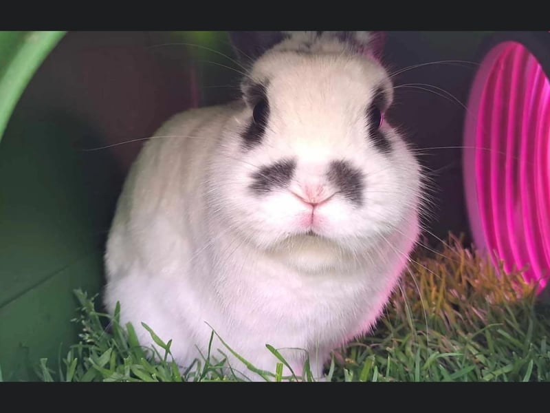 Bobby is approximately 3 years old and is a small male rabbit. He came to the rescue when his owner could no longer care for him. He is a friendly rabbit who is neutered, vaccinated and microchipped and needs a home where he can live with another neutered and vaccinated rabbit.