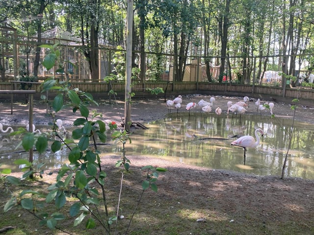 Flamingos are known for their pinkish colour, which comes from natural pigments called carotenoids found in their diets.