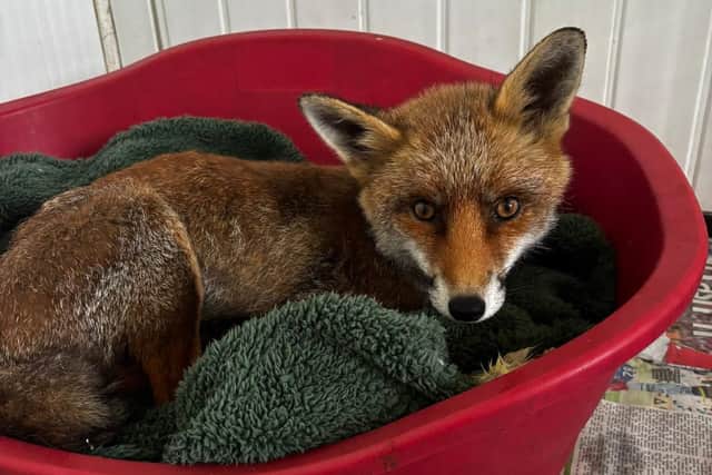 A fox at Whitby Wildlife Sanctuary.