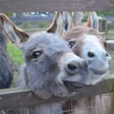 The waste will be gathered from hoof stock at the zoo which includes pigs, donkeys, llamas and alpacas.