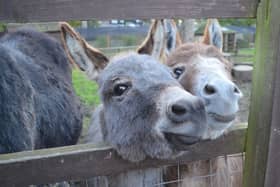 The waste will be gathered from hoof stock at the zoo which includes pigs, donkeys, llamas and alpacas.