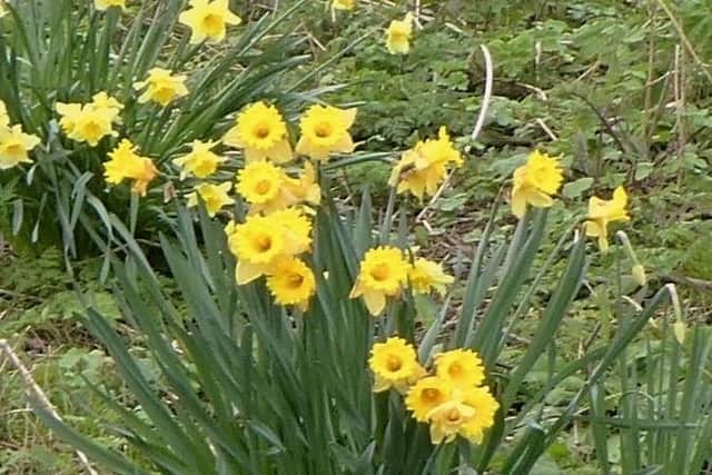 Daffodils at Brotton. photo: Stuart Bell