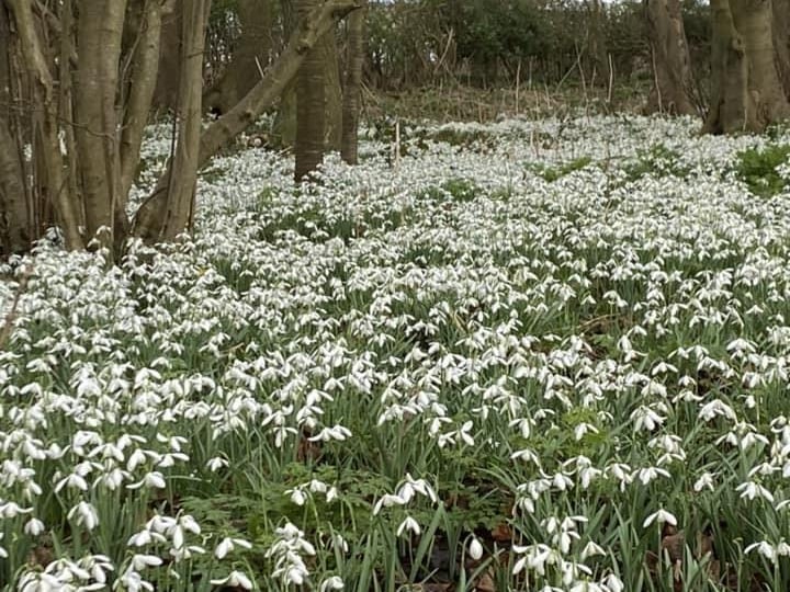 A beautiful blanket of Snowdrops in Scarborough.