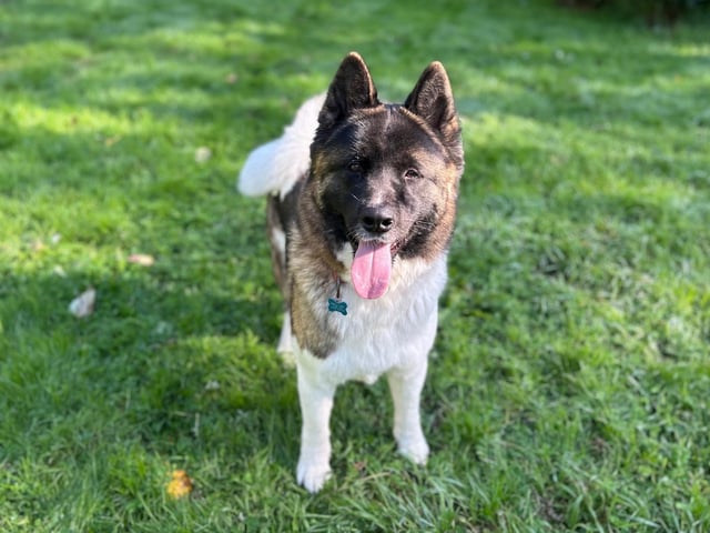 Blue is a two-year-old Akita who is a really sweet boy that came to the centre via an inspector after his needs were not getting met. Blue is a young, friendly and really lovely lad who loves to live life to the max. He lives for the moment and loves to be out and about enjoying every second. Blue is a happy dog who would love to be part of a loving family that will take him on lots of exciting adventures, making up for all that he has missed out on. He has a genuine zest for life and always wears a smile on his face. Blue will make someone the most fantastic family pet.
