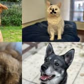 We take a look at 29 dogs and cats available for adoption and looking for their forever home at the RSPCA York, Harrogate and District branch this Christmas
