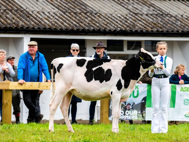 Izzy Lee, aged 12, of Raskelf, near Easingwold, showing affection with her young Holstein calf 'Lambda A Harley' from Crystalclear Holsteins during the Dairy Young Handlers Class