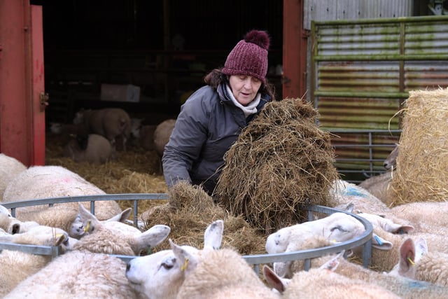 Jackie Smith feeds the sheep.