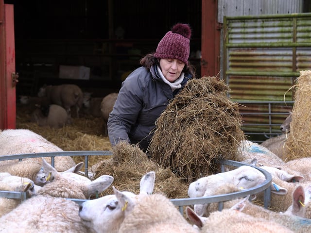 Jackie Smith feeds the sheep.