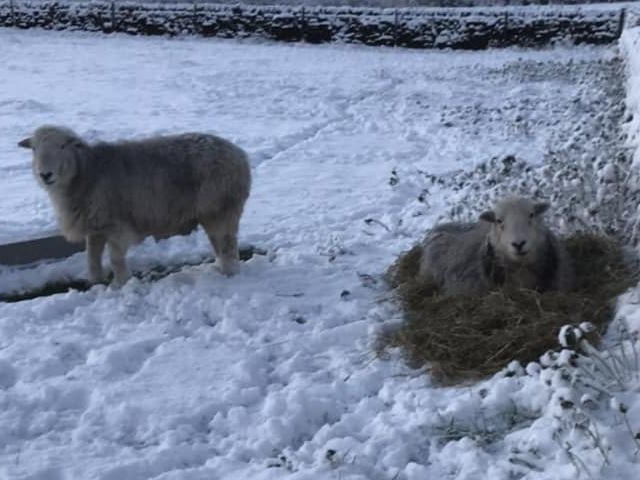 Some lovely sheep at Ravenscar!