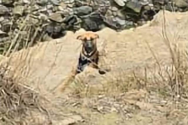 The Dog was on a narrow ledge, 60ft from the cliff top - Image: Staithes Coastguard