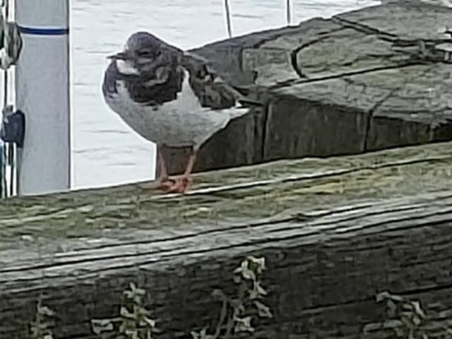 Turnstone in the harbour.