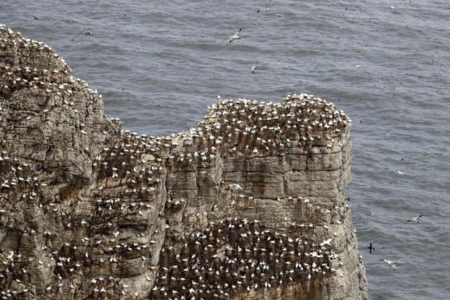 Gannets nest at Bempton Cliffs in Yorkshire Picture: Danny Lawson/PA Wire