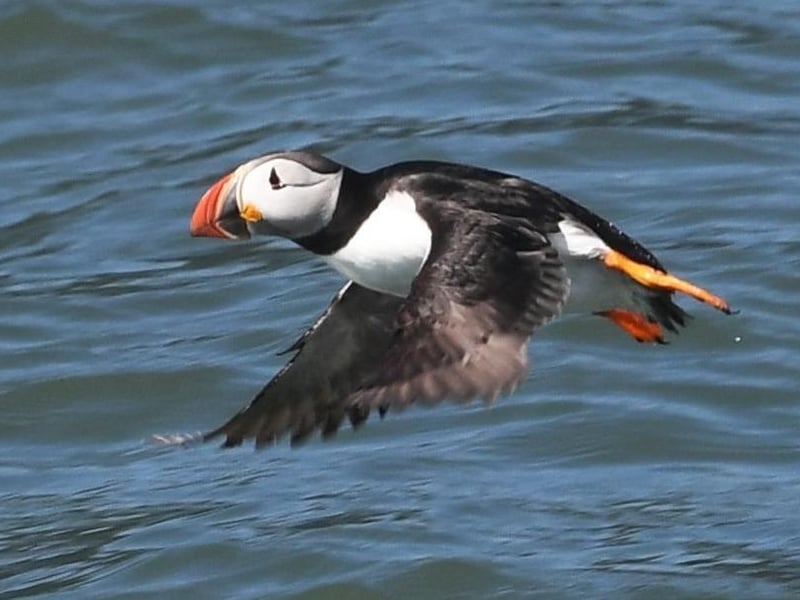 Puffins always bring smiles to visitors on the cruises.