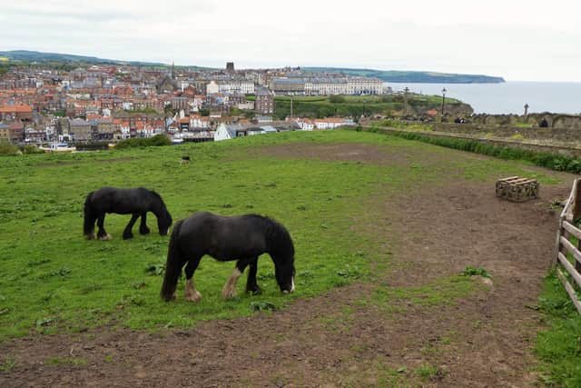 Donkeys in the field next to the 199 Steps leading to Whitby Abbey and St Mary's.
