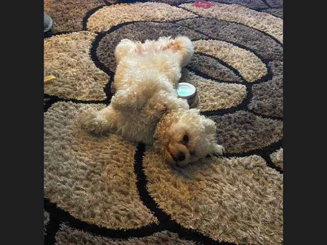 This little dog is making themselves very comfortable on the carpet.