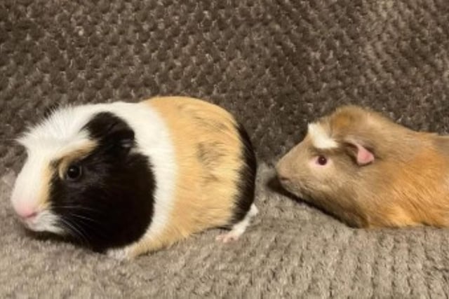 Peanut and Pickle are both eight-month-old males who have bonded. They are both very friendly, but timid around new people. They will need a large space to exercise in. If you are interested, call 07850190397.
