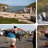 The Yorkshire Puffin Festival