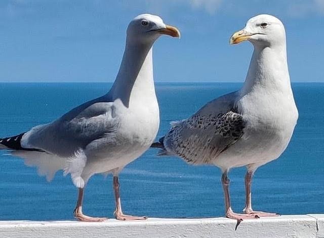Cheeky seagulls having a catch-up.