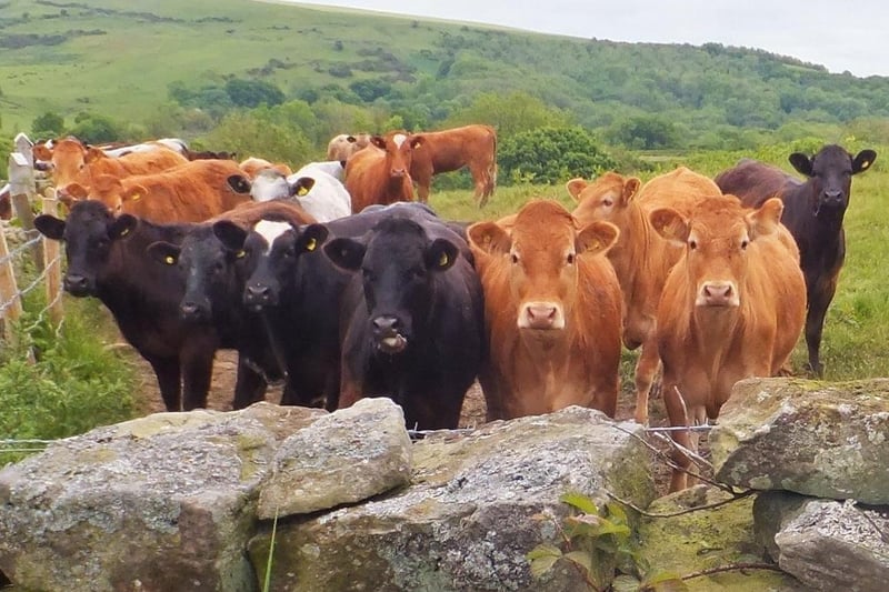 Robin Hood's Bay walk - You can meet some curious cattle on this walk!