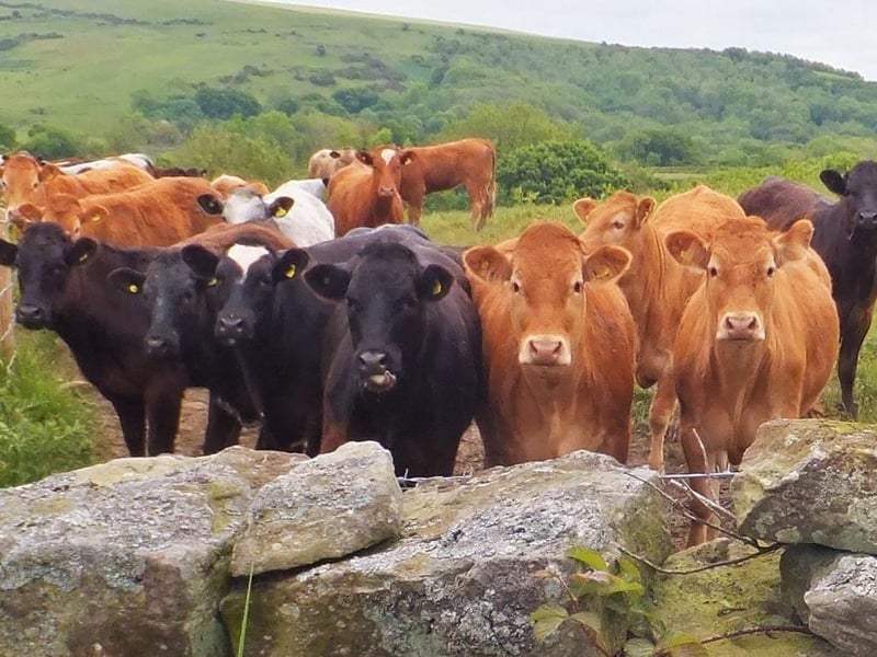 Robin Hood's Bay walk - You can meet some curious cattle on this walk!