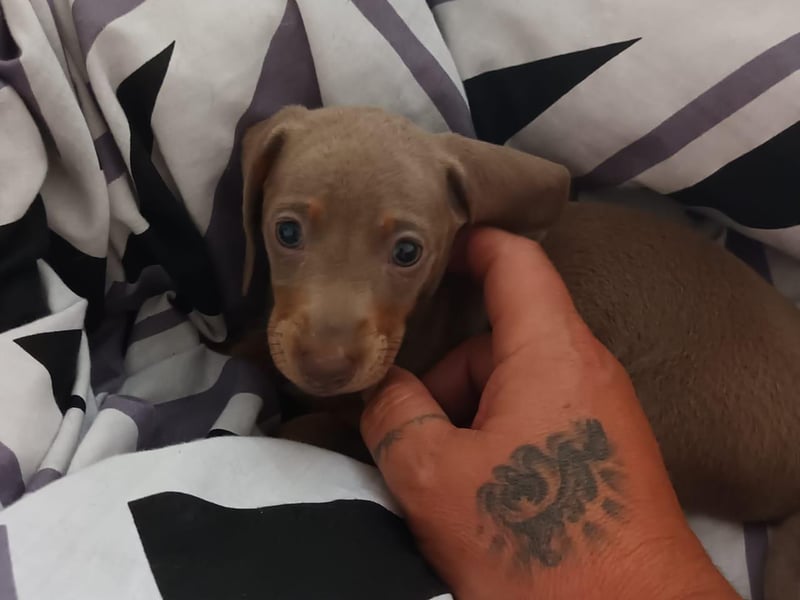 This tiny little puppy is called Millie