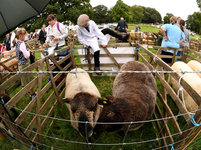A view of the sheep pens