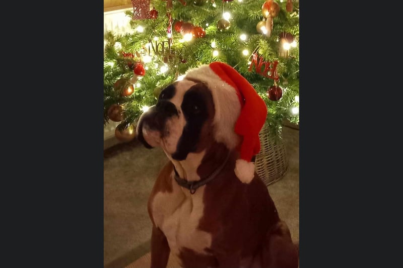 This is Scarborough reader Dawn Stillings' rescue dog looking festive under the tree.