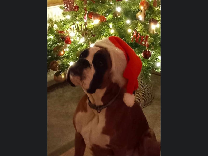 This is Scarborough reader Dawn Stillings' rescue dog looking festive under the tree.